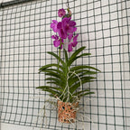 Vanda NITAYA Candy Pink (ANSU)