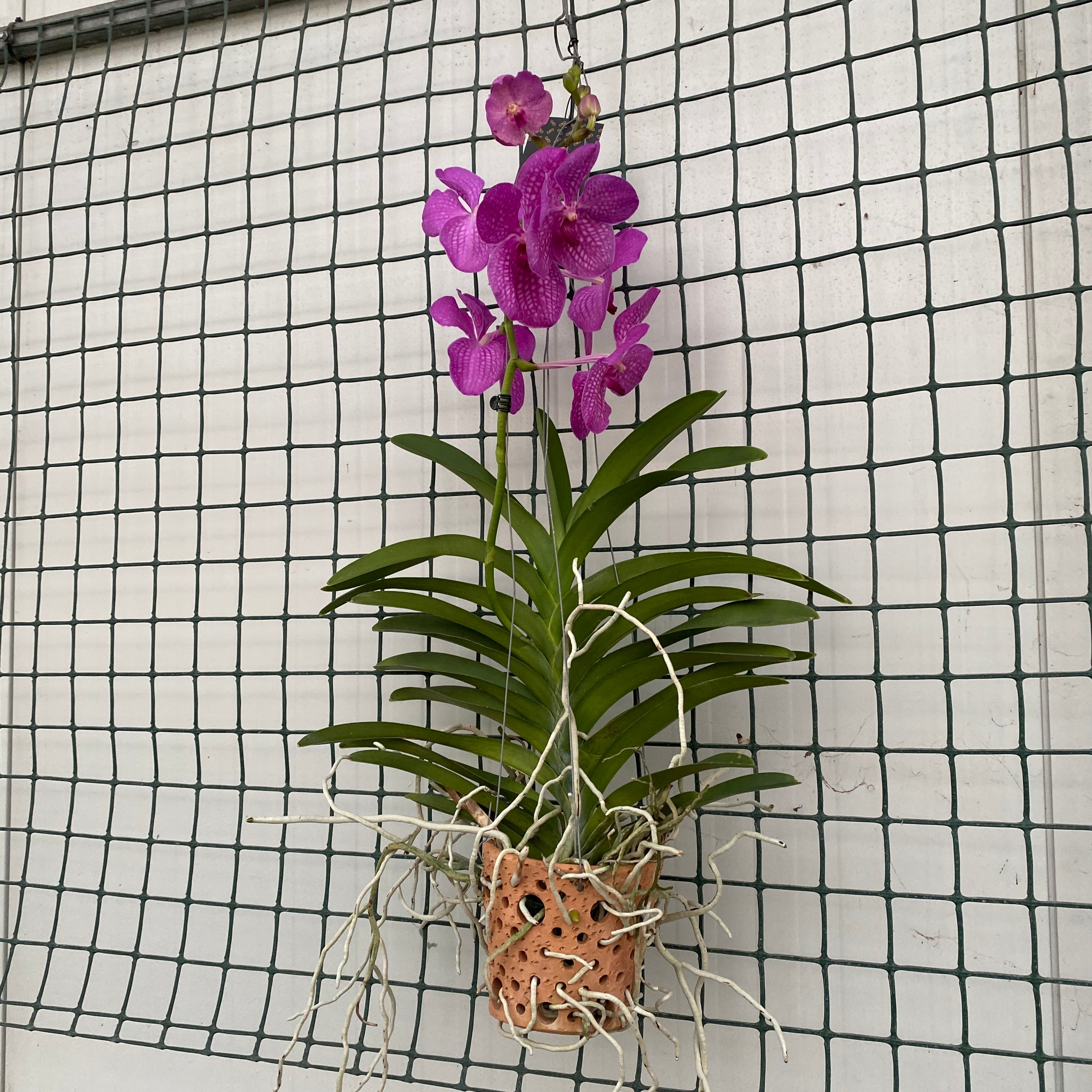 Vanda NITAYA Candy Pink (ANSU)