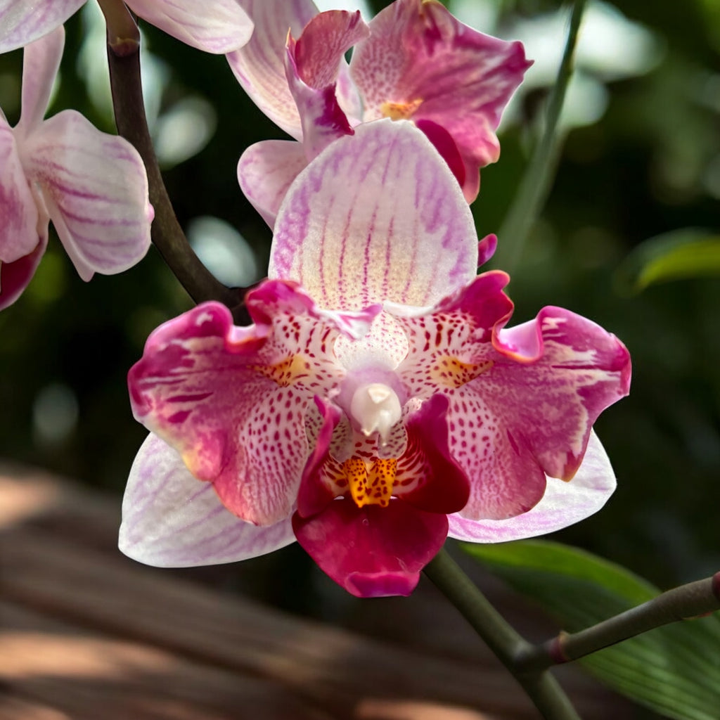 Phalaenopsis Little Gem Stripes - pelorique