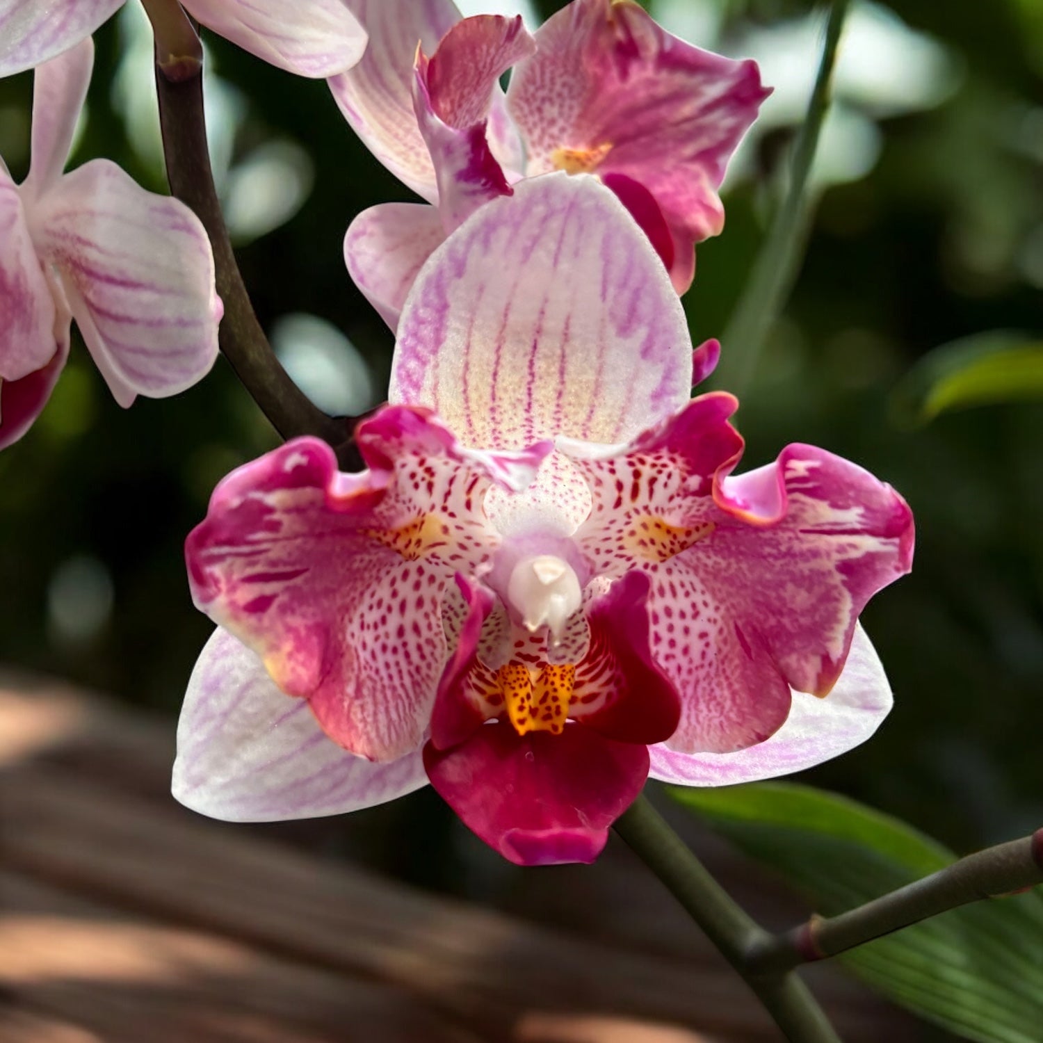 Phalaenopsis Little Gem Stripes - peloric