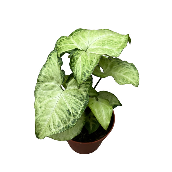 Syngonium 'White Butterfly' D12