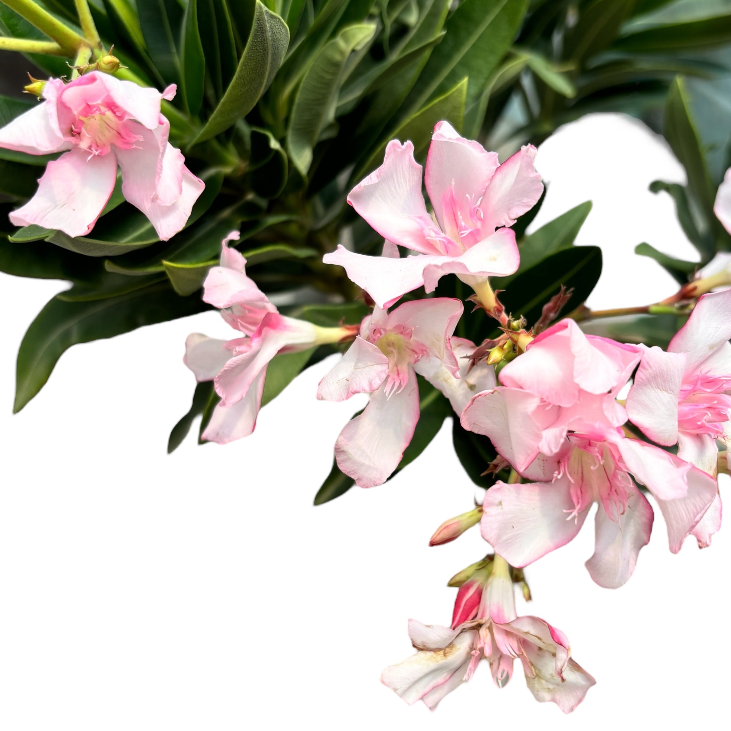 Leandru roz pe picior (Nerium Olander)