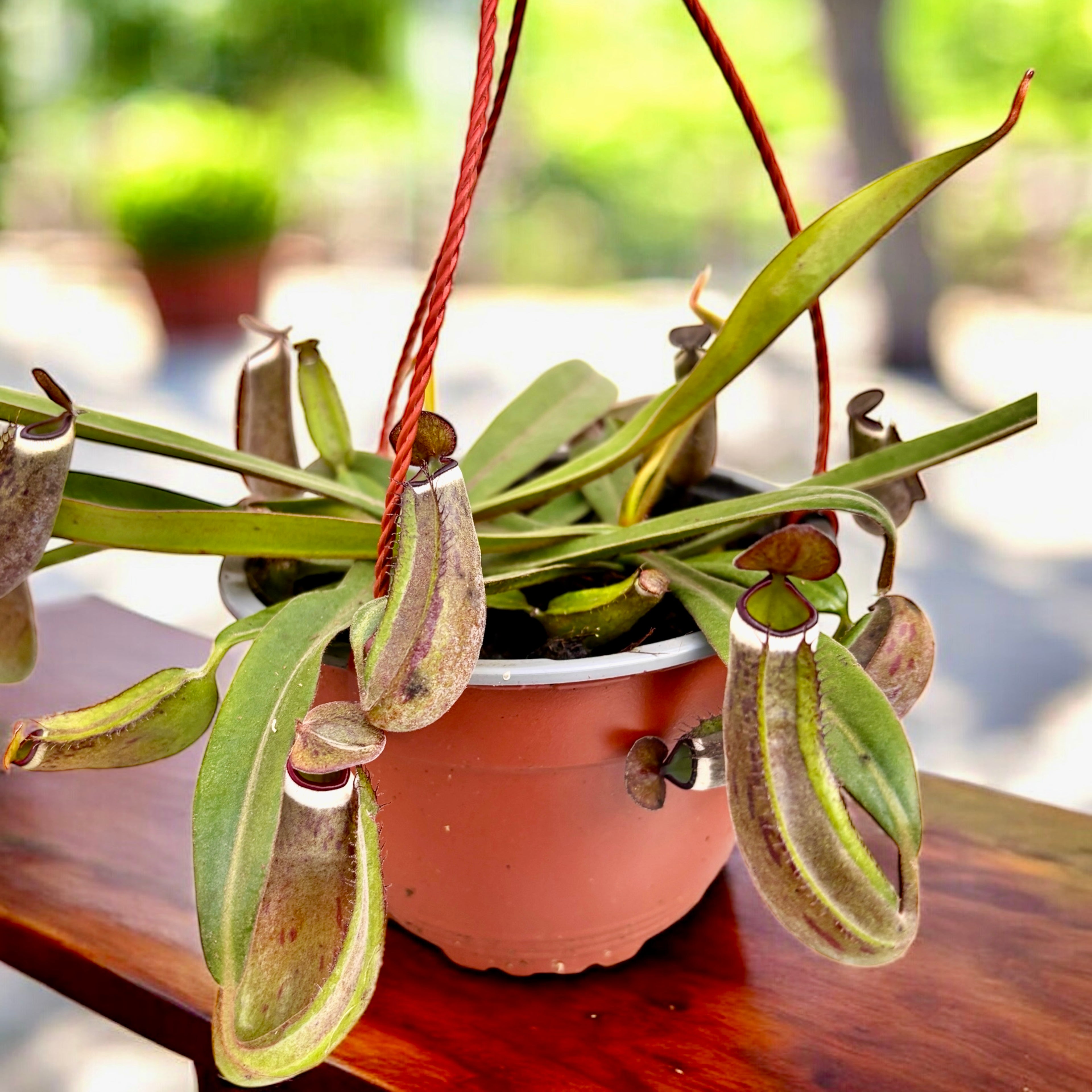 Planta carnivora Nepenthes Albomarginata - exemplare Xl
