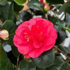 Camellia japonica 'Lady Campbell' (Frost Resistant)
