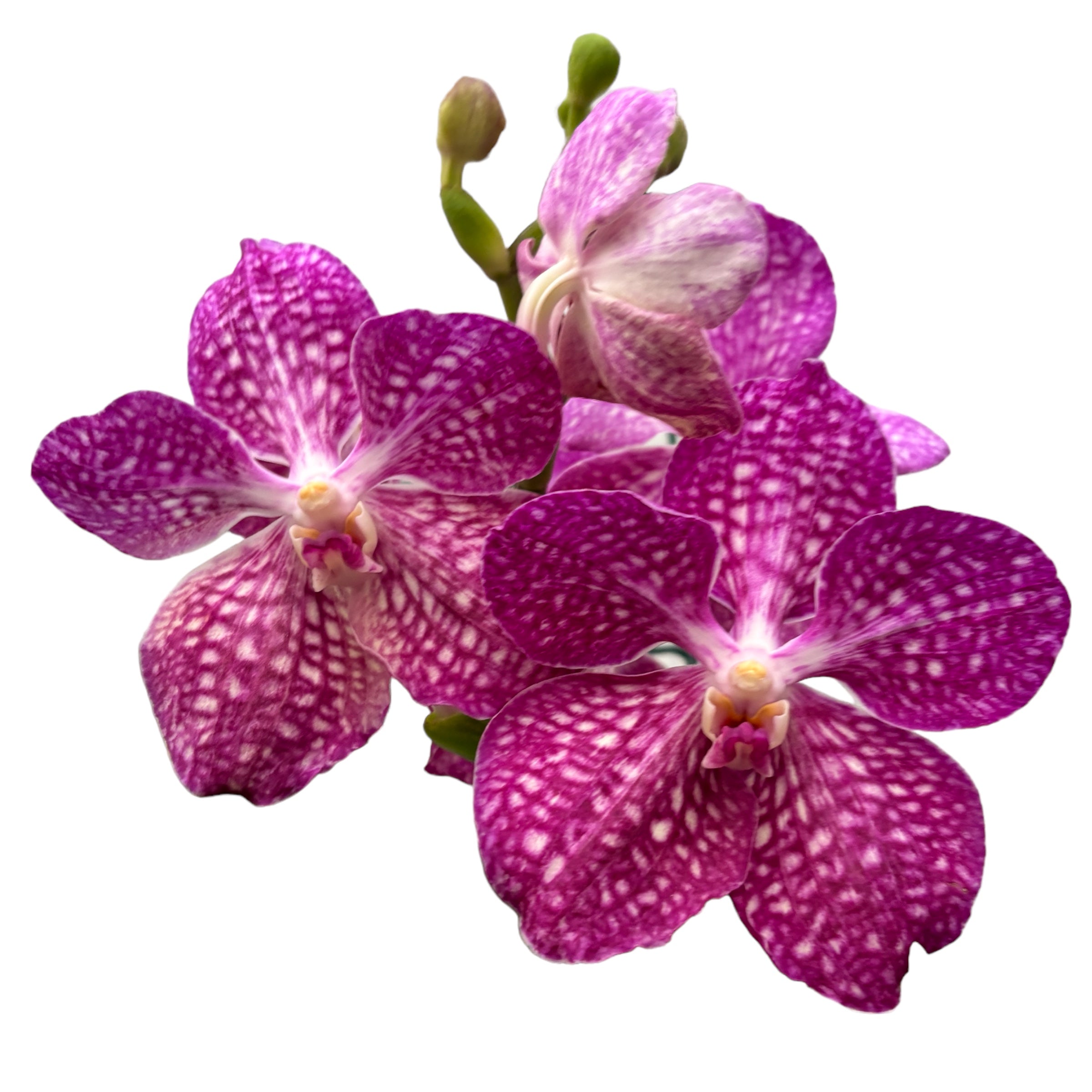Vanda Pakchong Pink (Ansu)