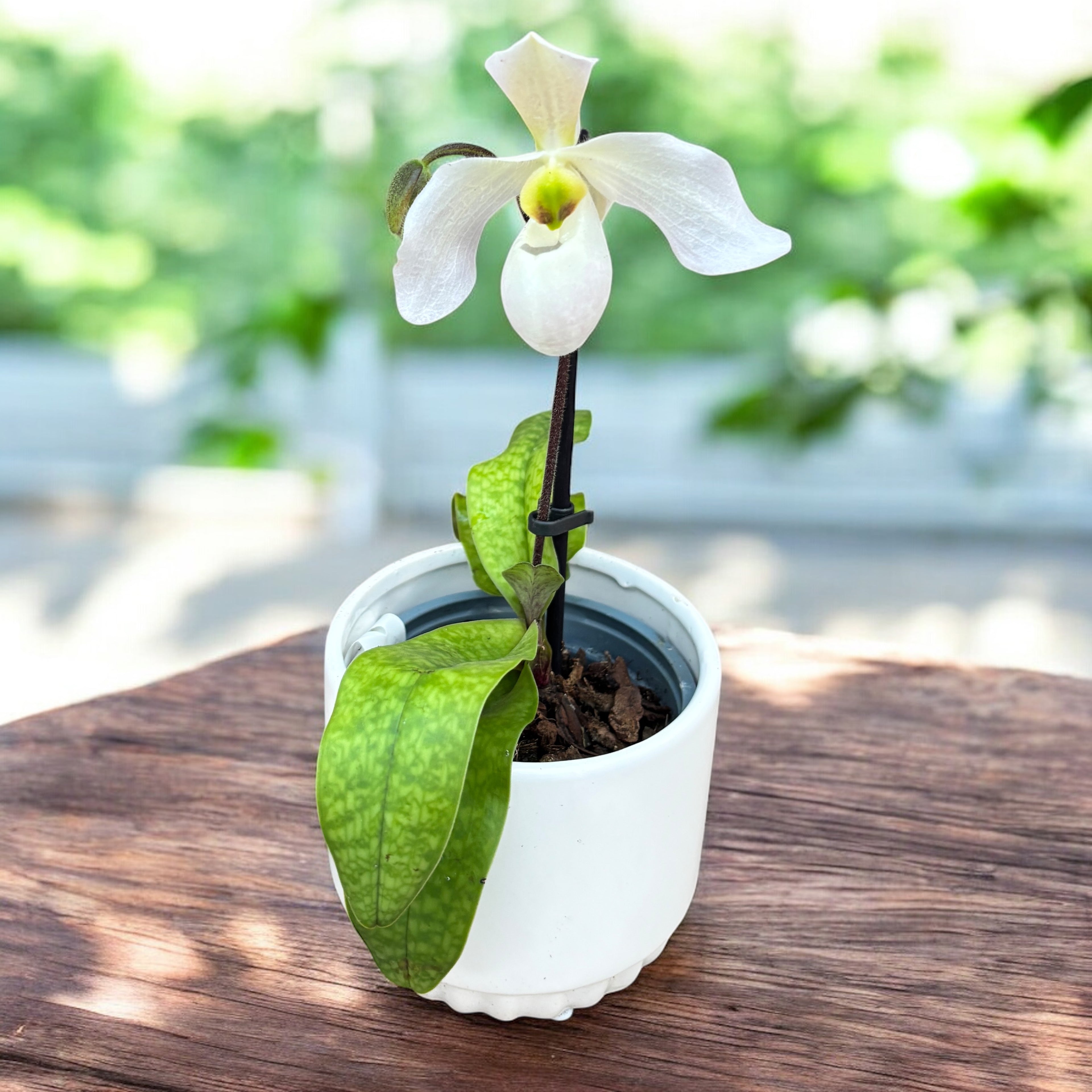 Paphiopedilum Deperle (sequential/multiflower)