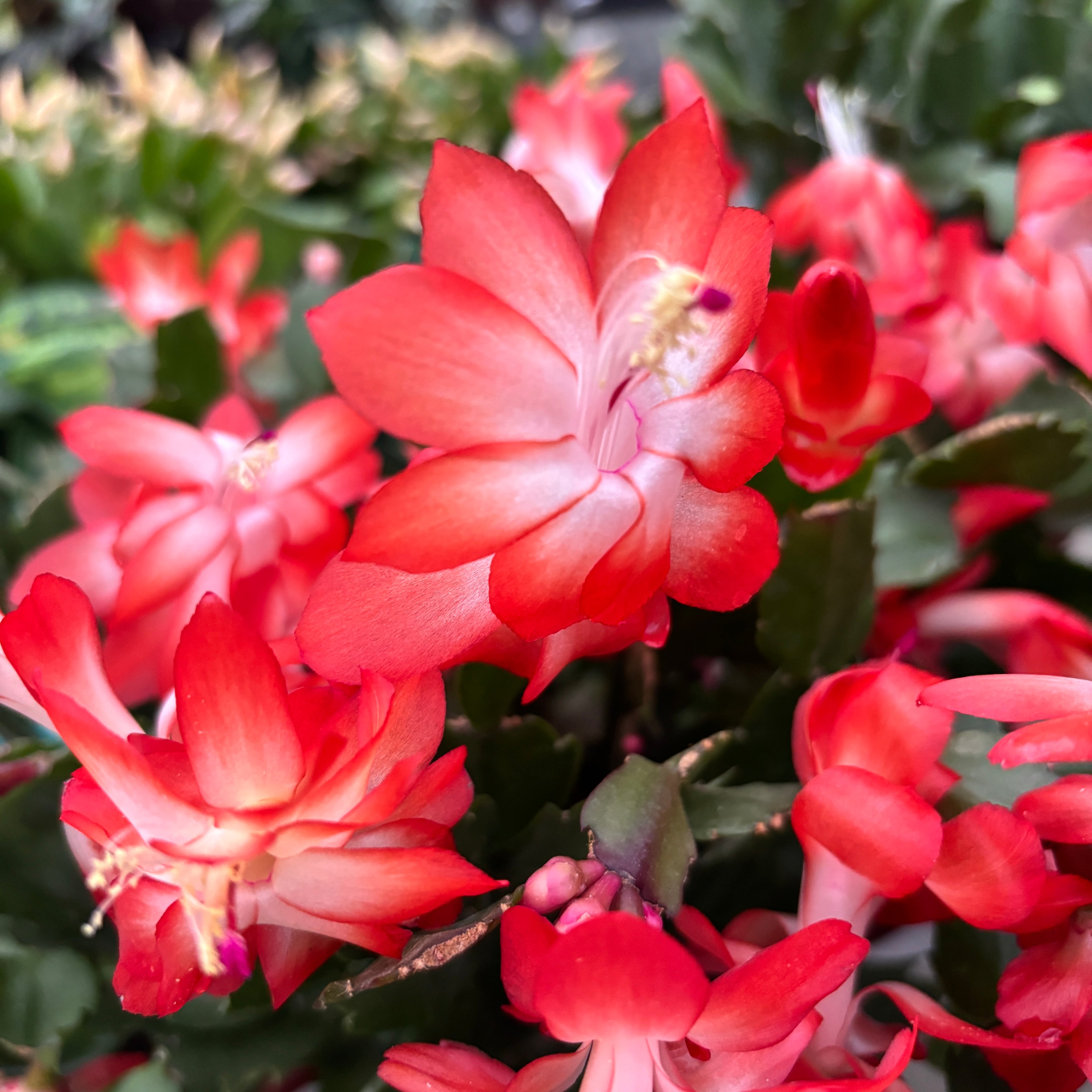 Schlumbergera portocalie (Craciunita) 2pp