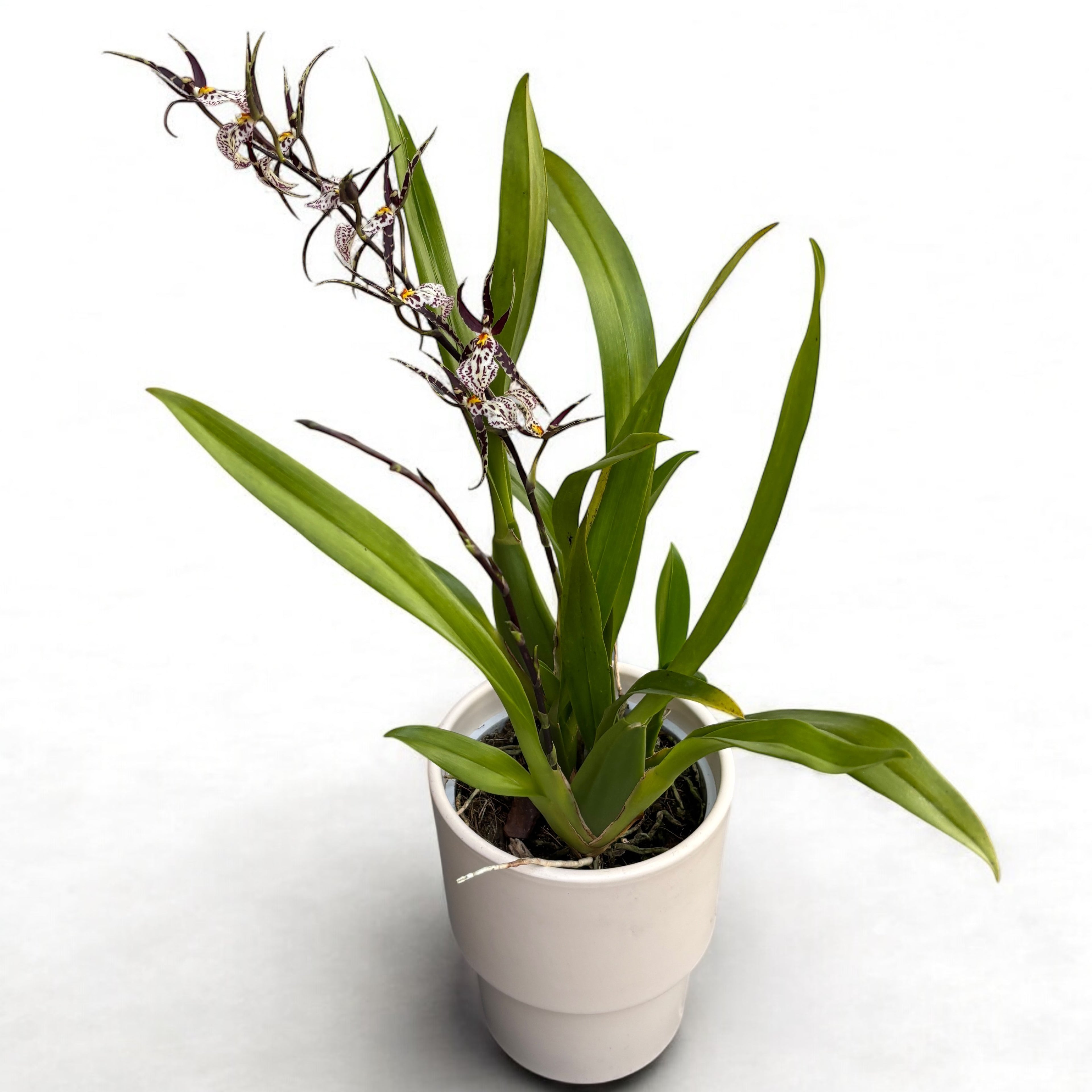 Oncidium (Cyrtocidium) Holm’s Wizard - var. #06 (fleurs intensément parfumées)