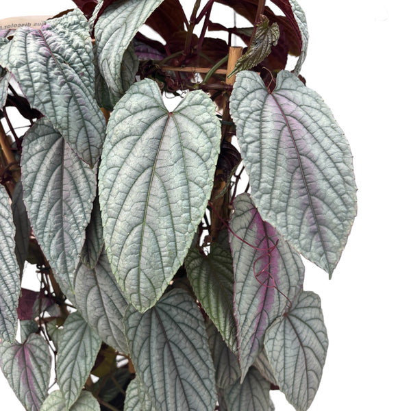 Cissus discolor 'Violet Vine' - XL specimens 2pp