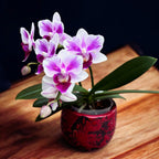 Phalaenopsis Pico Brother Sweetheart (peloric)