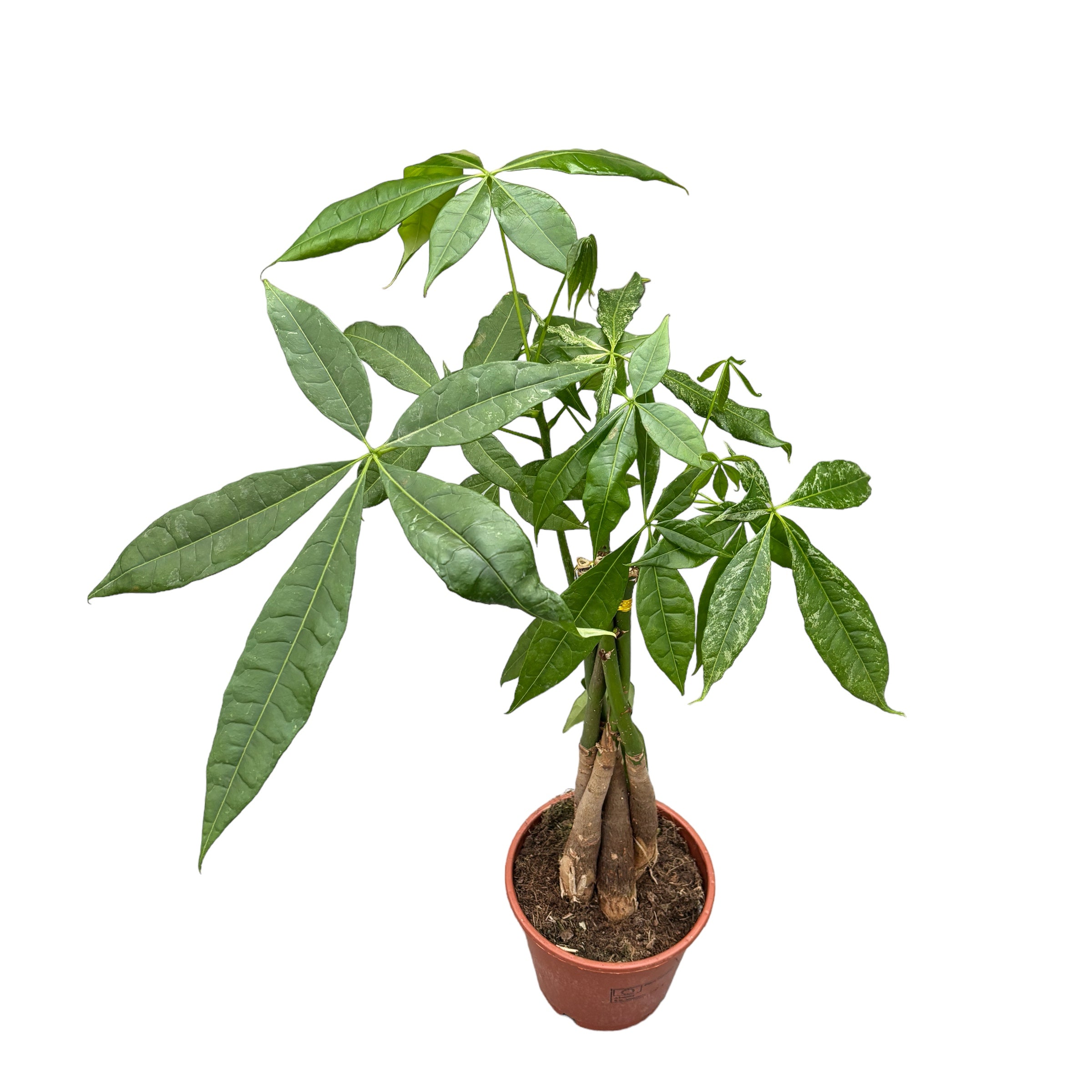 Pachira aquatica Mottled (sporadic variagation)