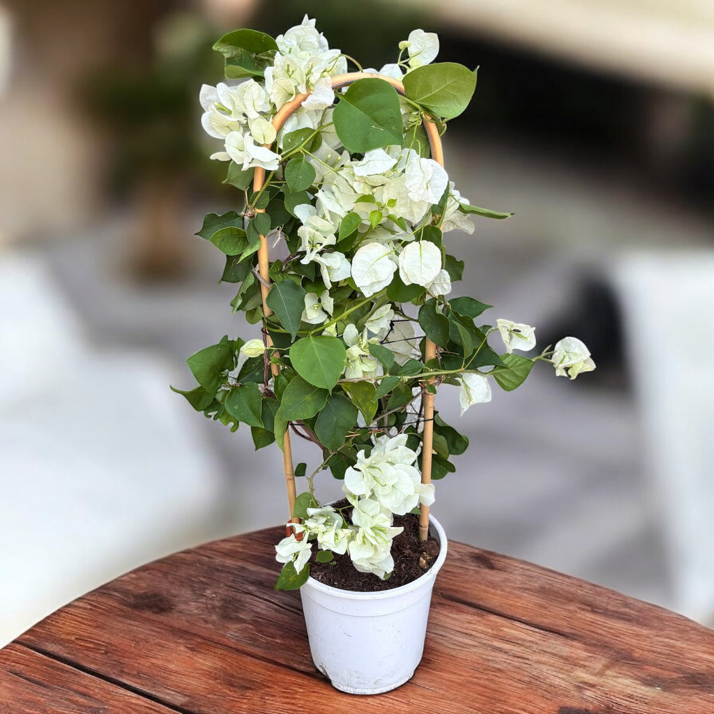 Bougainvillea 'White' – Biała bugenwilla
