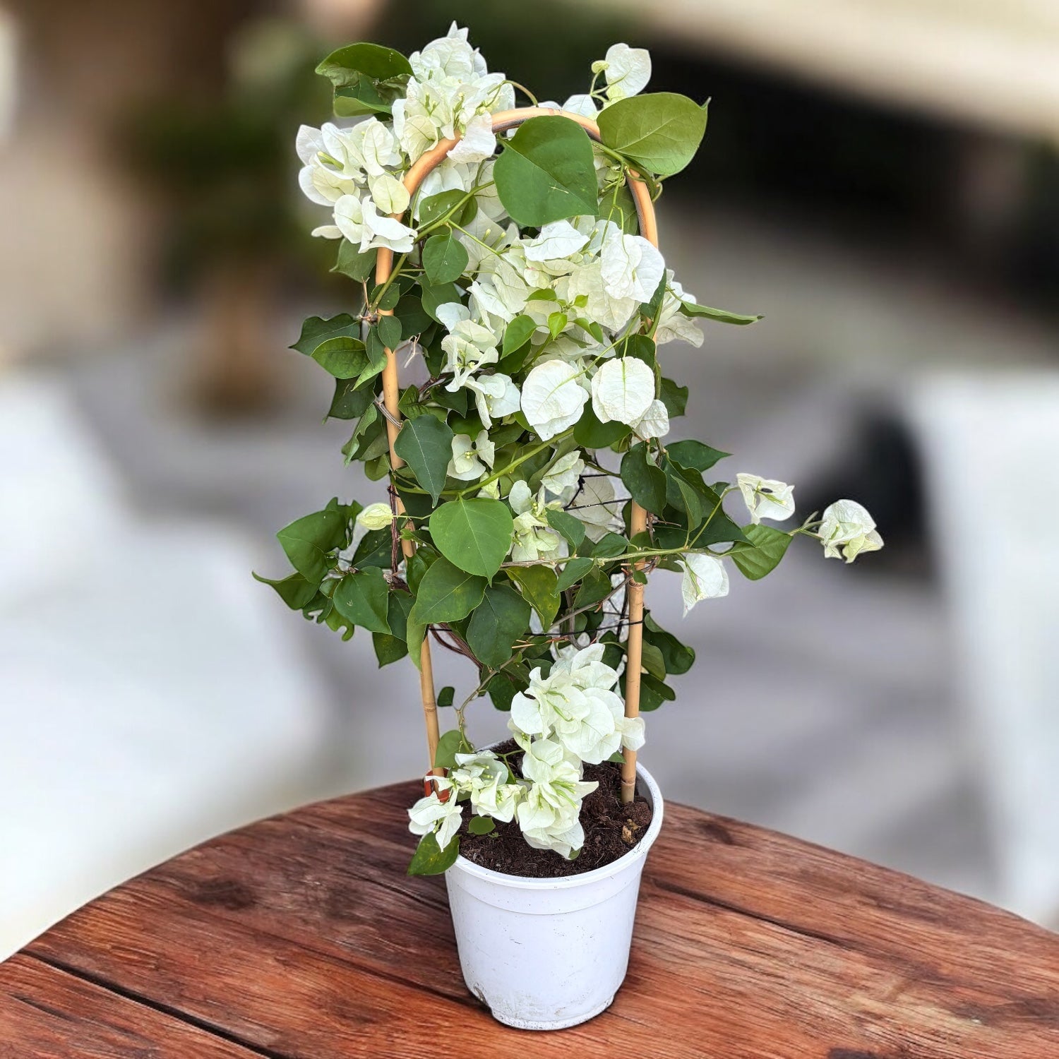 Bougainvillea 'White’- Floarea de hartie alba