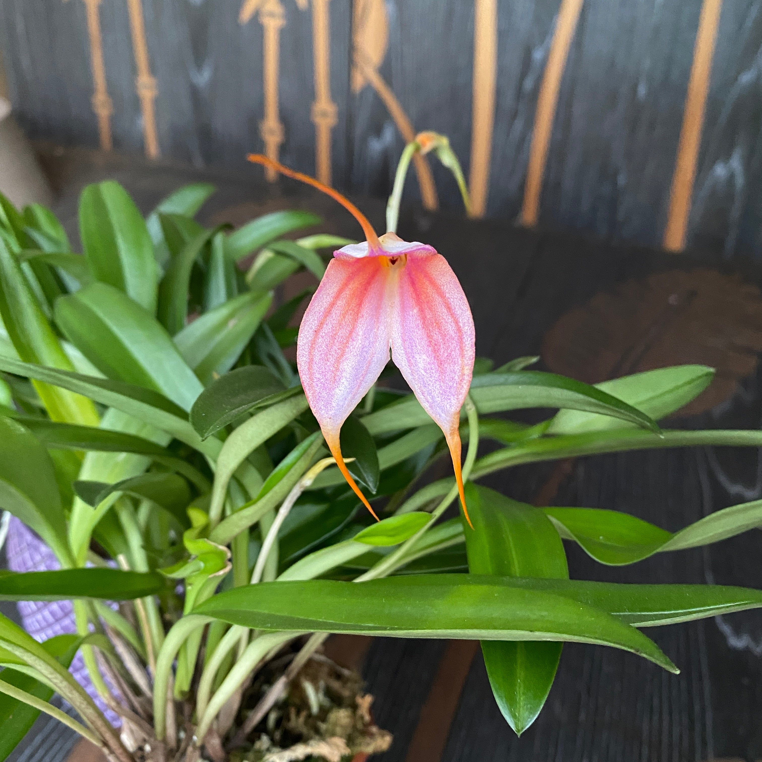 Masdevallia lila-portocaliu