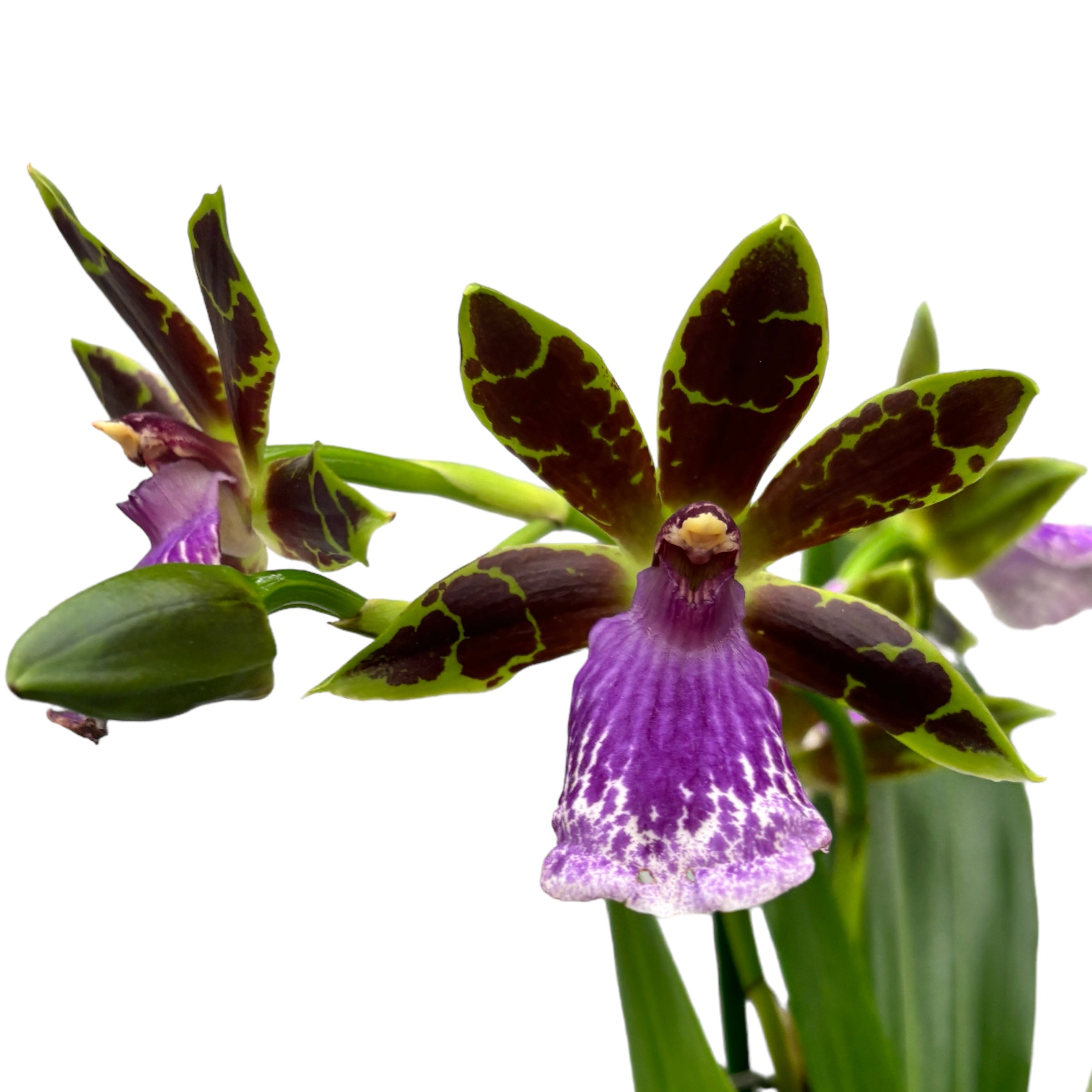 Zygopetalum James Strauss 'Scentsation' - Hyazinthen-Duft