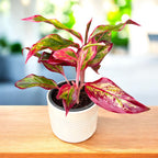 Aglaonema 'Crete Flame' (Červený oheň) D12