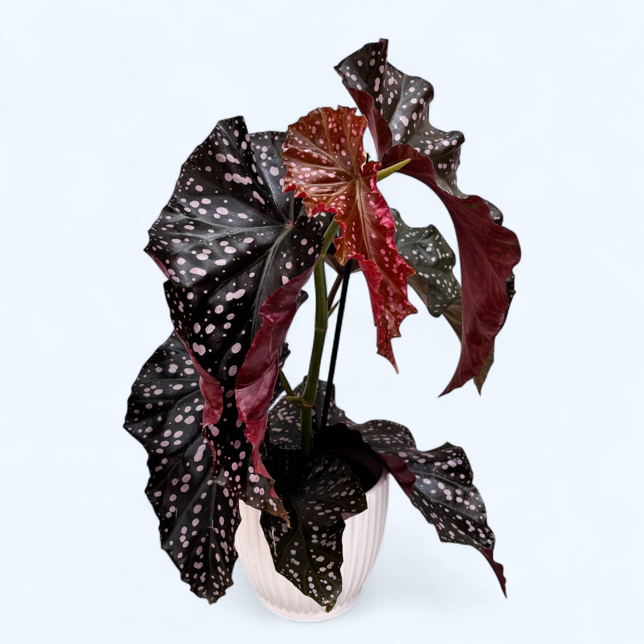 Begonia ‘Cracklin’ Rosie’ - frunzis spectaculos in nuante roz-metalizat si argintiu