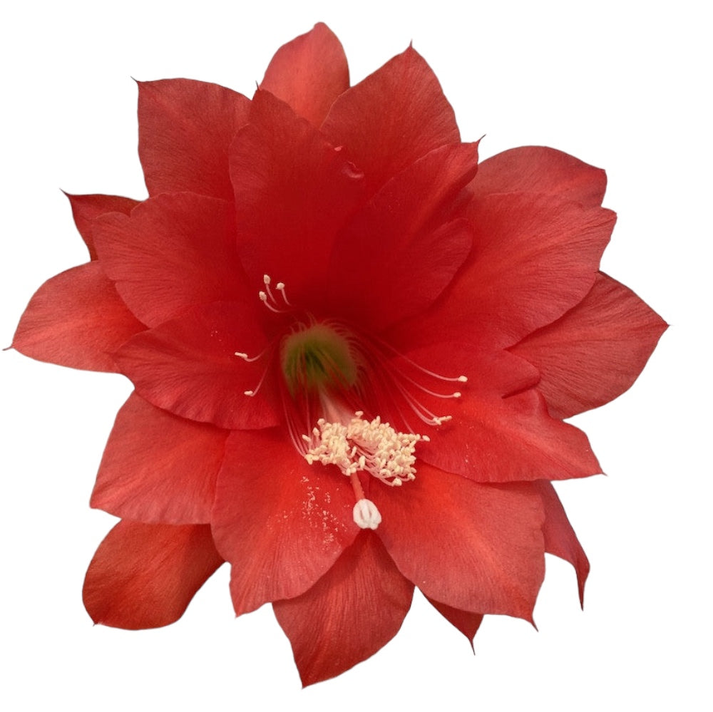 Cutting (butas) Epiphyllum ackermannii rosu (Red Orchid Cactus)