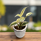 Vanilla planifolia 'Albo-Variegata' - Orhideea de vanilie