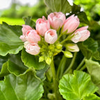 Muscata trandafir - Pelargonium Royal Rosebud 'Emma'
