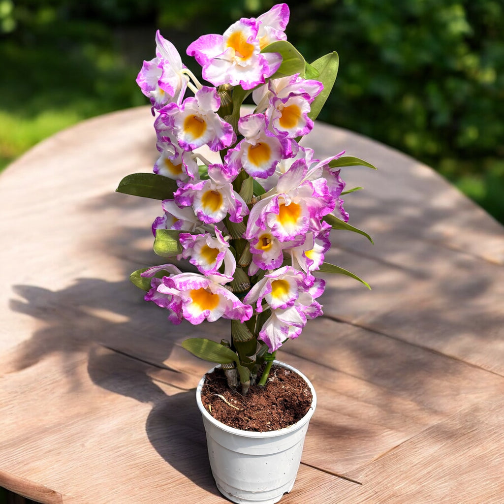 Dendrobium Angel Moon (variatie)