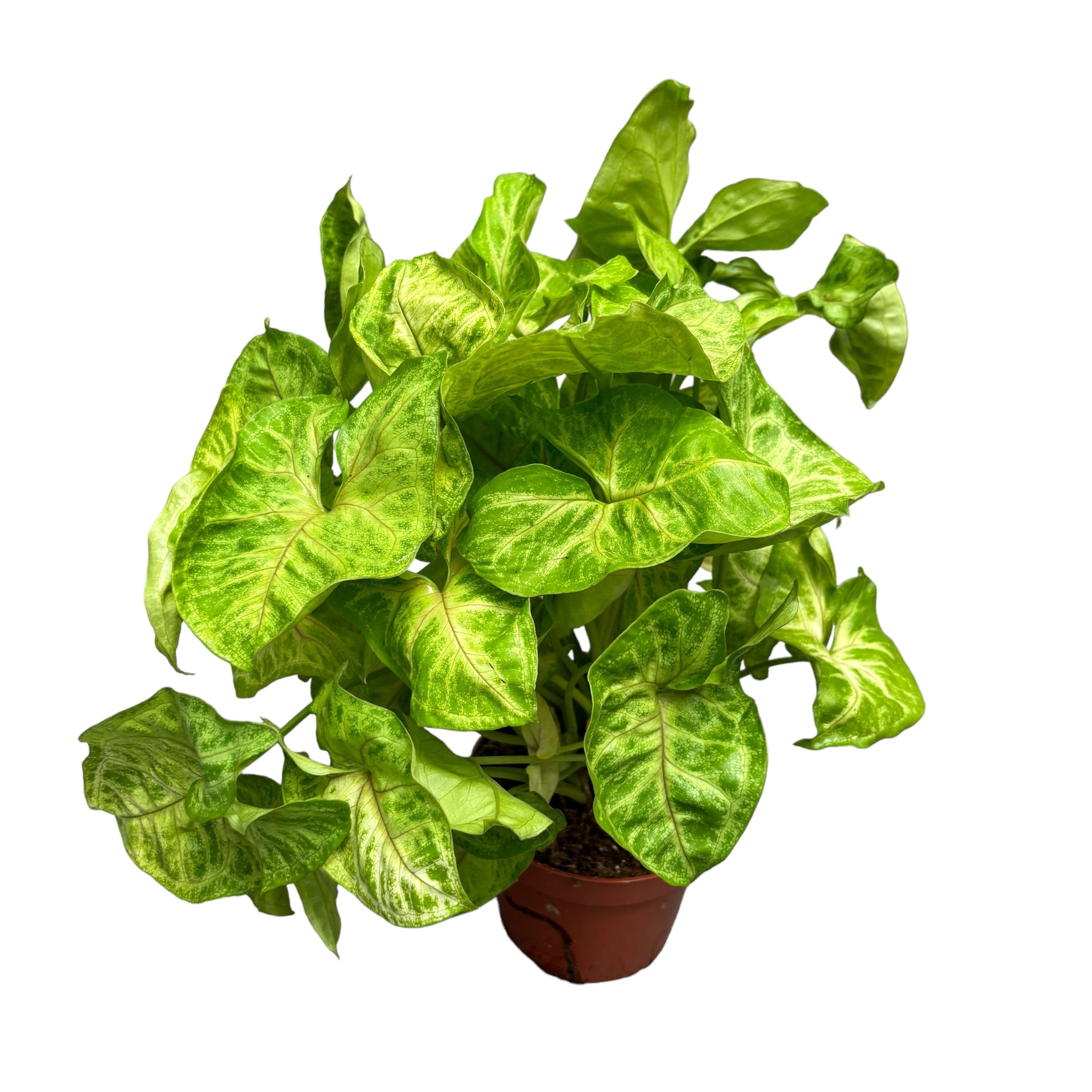 Syngonium Golden Allusion - exemplare XL