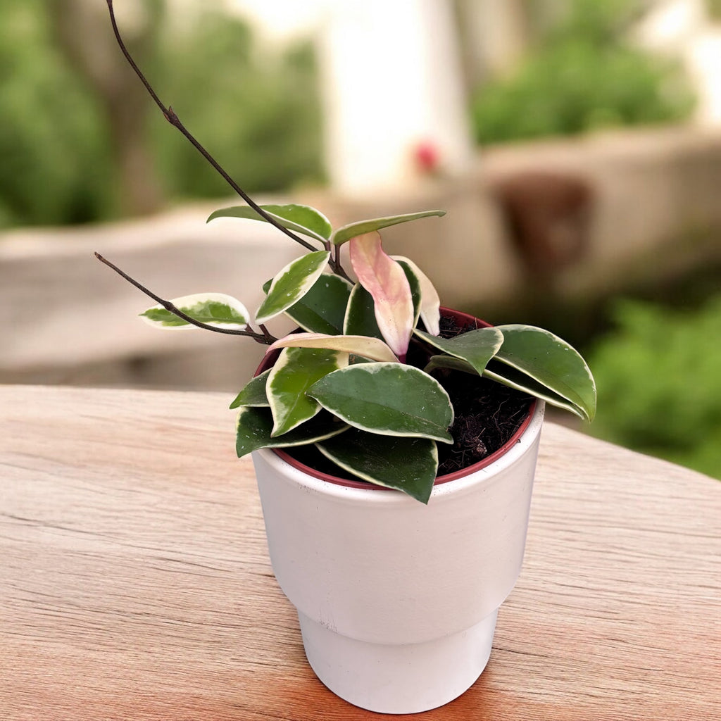 Hoya carnosa 'Krimson Queen' D12 - volle Töpfe, 3-4 Pflanzen/Topf