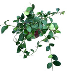 Hoya nummularioides (flori parfumate) - exemplare dezvoltate