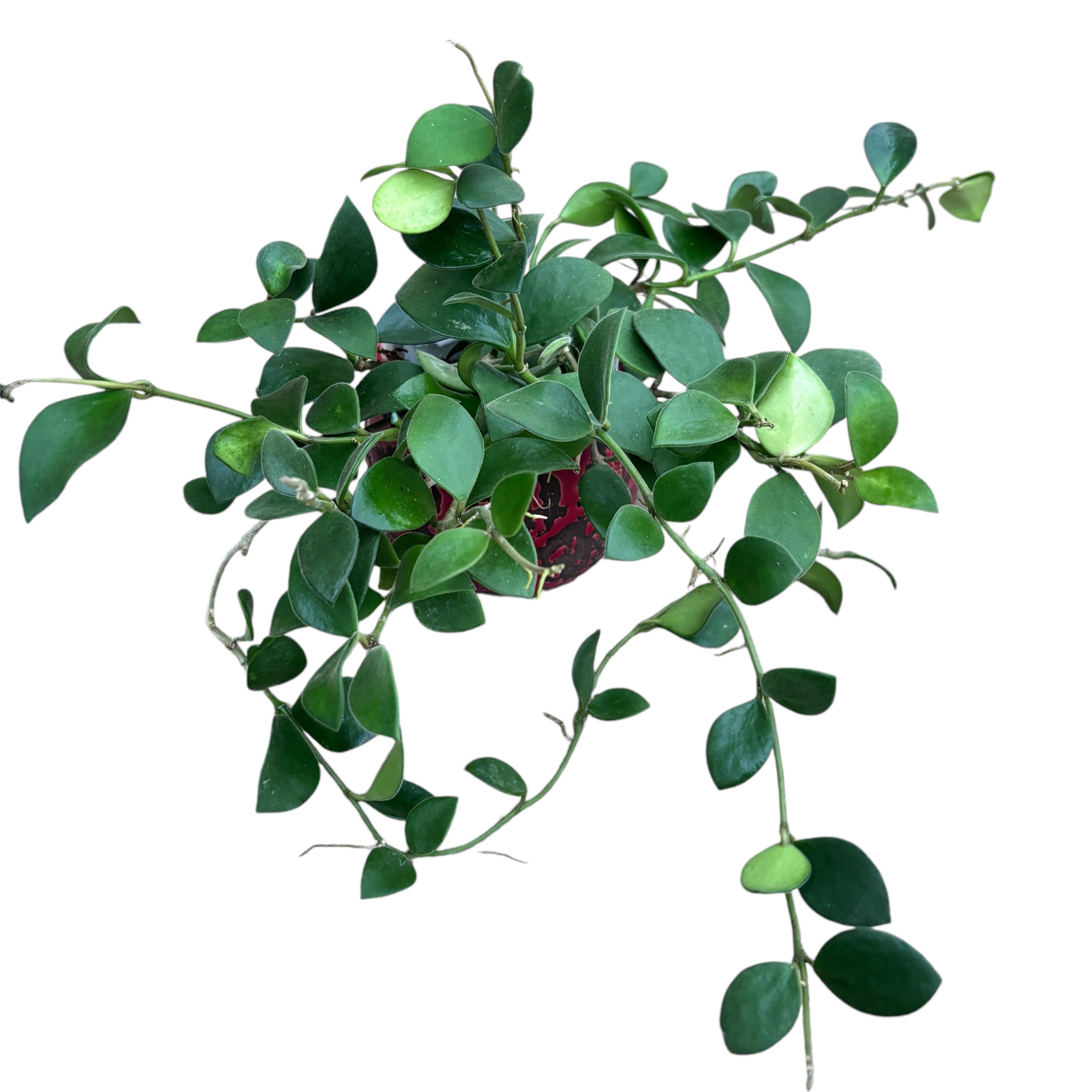 Hoya nummularioides (flori parfumate) - exemplare dezvoltate