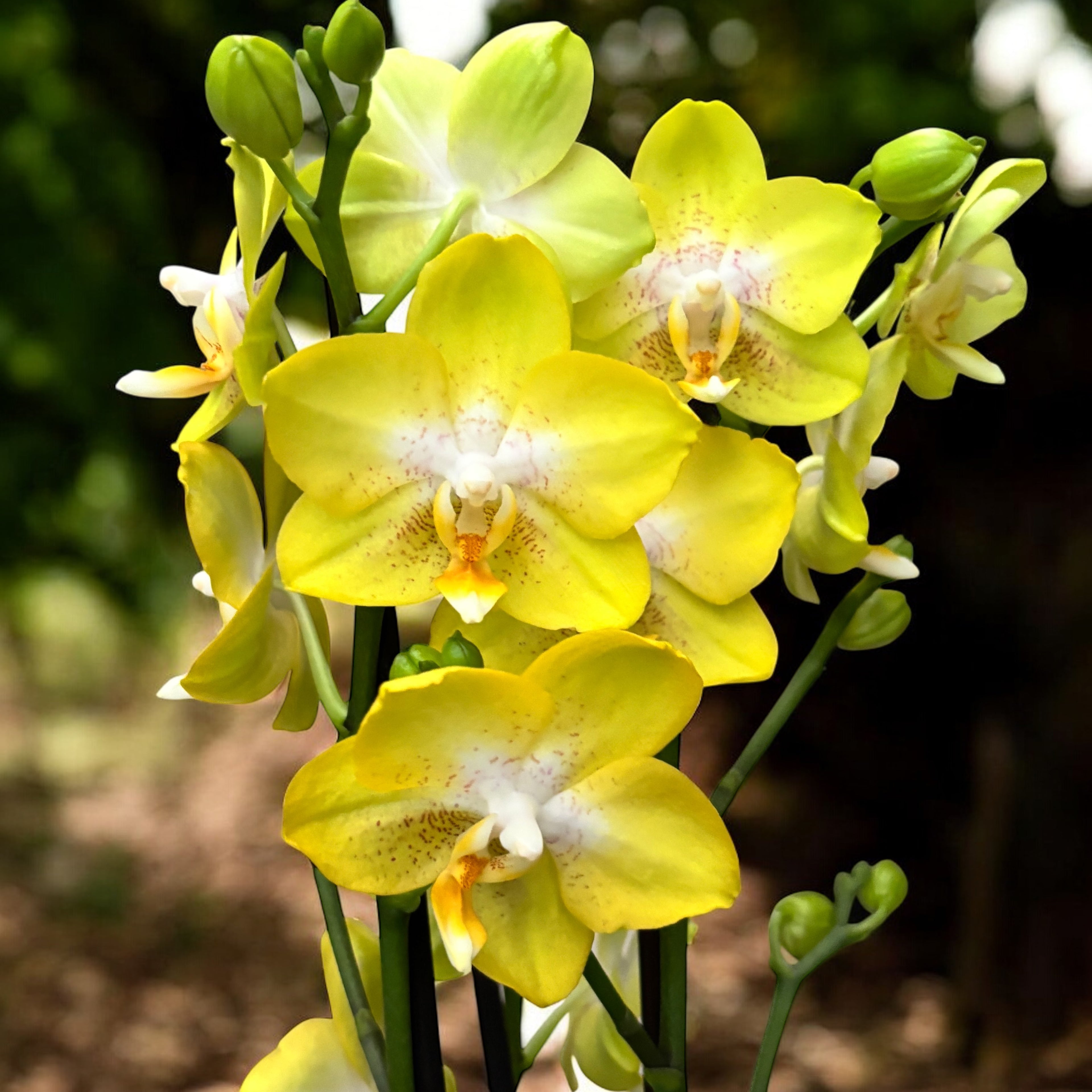 Phalaenopsis Sogo Pride (Yellowcup, Arezzo) fragrant