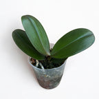 Phalaenopsis I-Hsin Cherry Bomb '228' (peloric - butterfly)