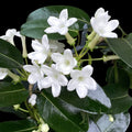Stephanotis jasminoides (Iasomia de Madagascara, Floarea Fericirii) - flori intens parfumate
