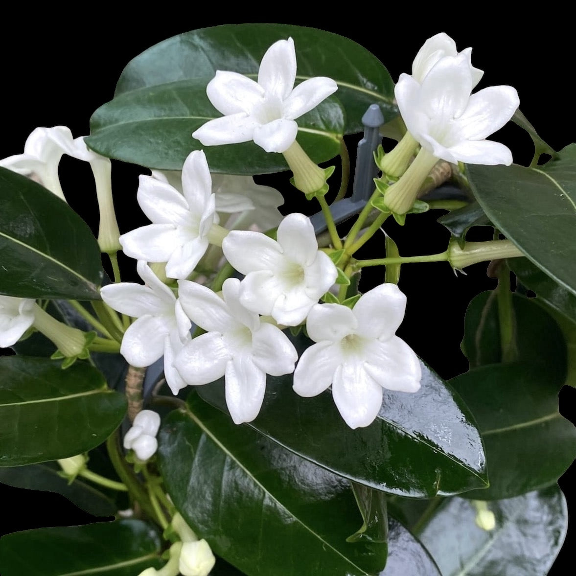 Stephanotis jasminoides (Iasomia de Madagascara, Floarea Fericirii) - flori intens parfumate