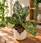 Aglaonema 'Pink Leopard'