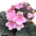 Saintpaulia Vienna - pink violets