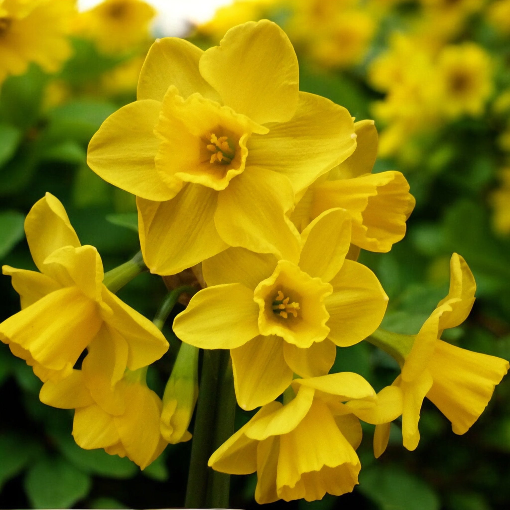 Narcise galbene intens parfumate - Narcissus ‘Quail’