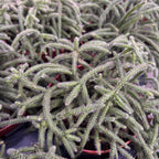 Rhipsalis baccifera subsp. horrida