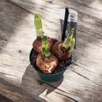 Narcise cu flori duble, puternic parfumate - Narcissus 'Bridal Crown'