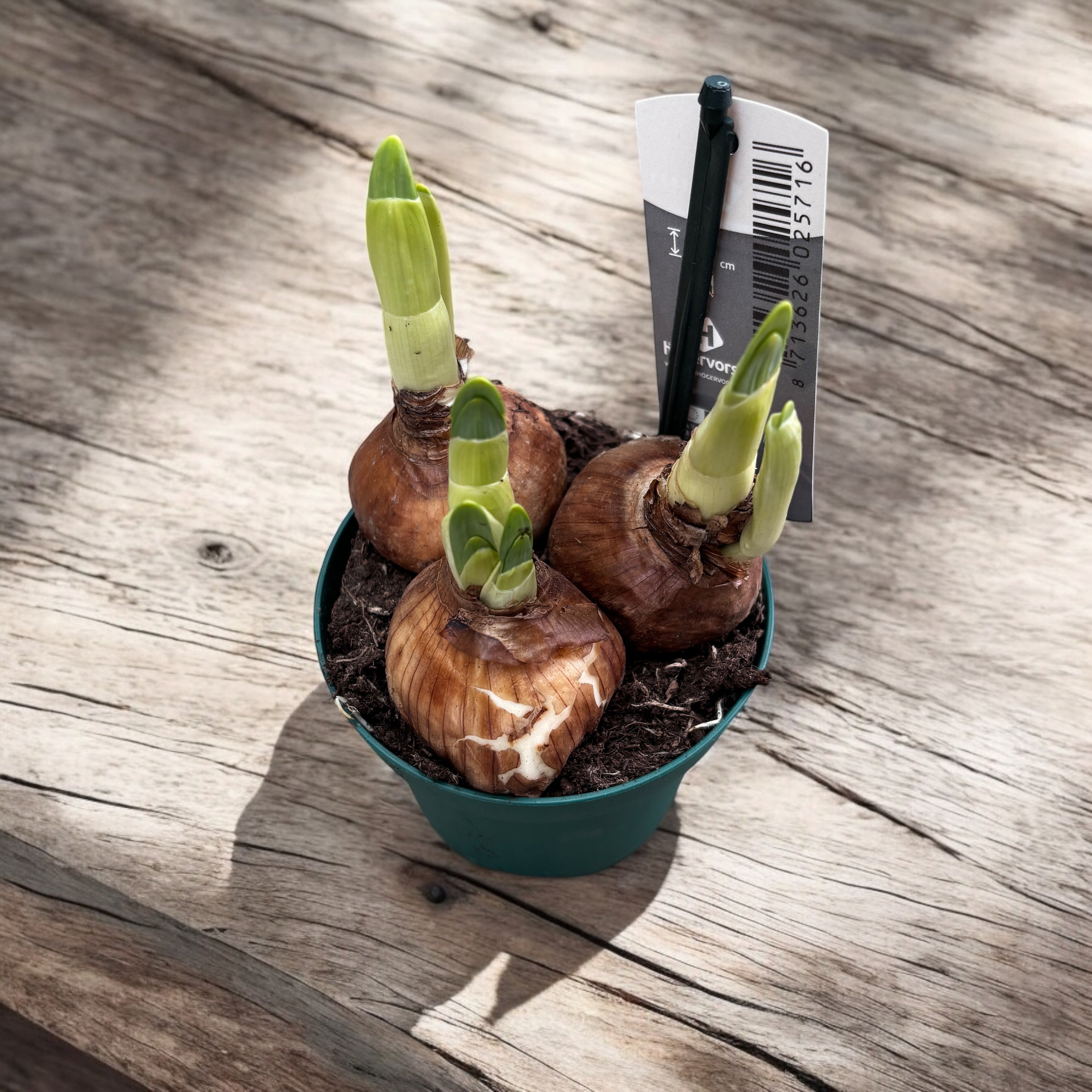 Narcise cu flori duble, puternic parfumate - Narcissus 'Bridal Crown'