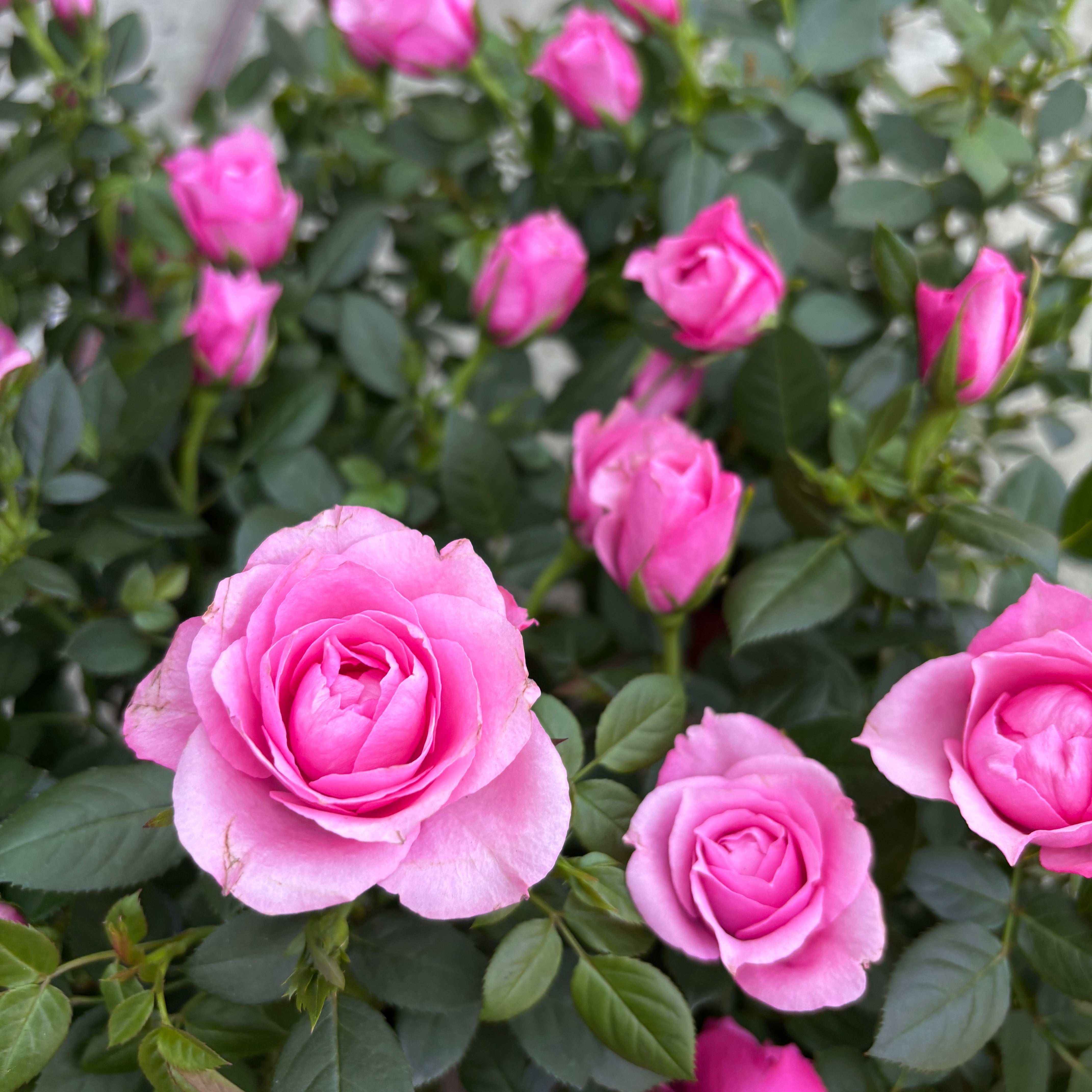 Rose, garden roses – Secret Garden Plant Shop