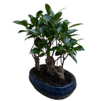 Bonsai Ficus forest 3pp
