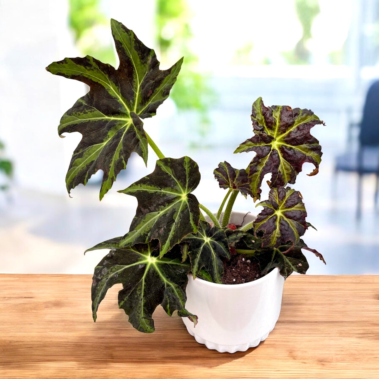 Begonia Draco – contrast spectaculos si frunzis dramatic