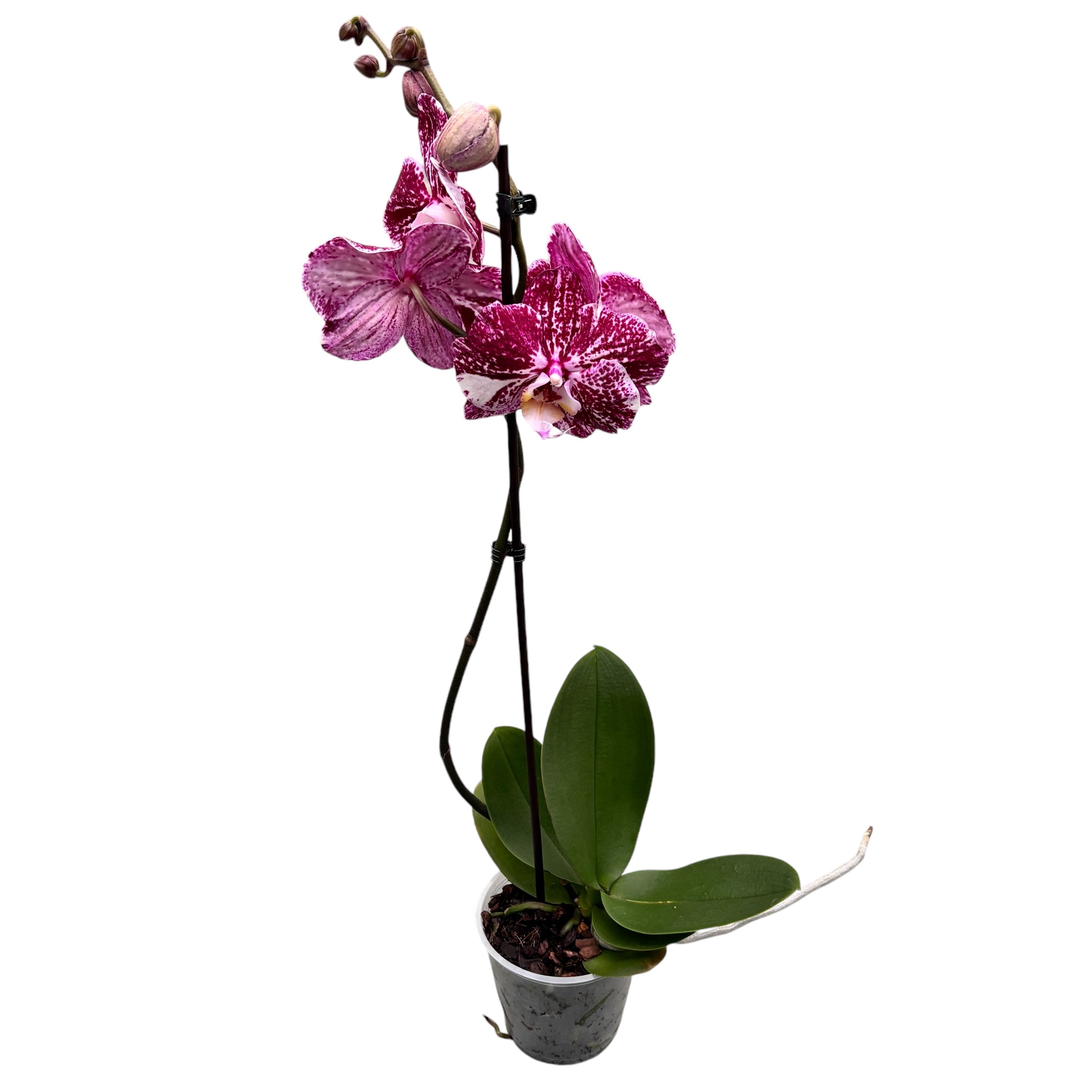 Phalaenopsis 'Limited #20’