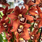 Cymbidium Totorri (Kusuda Shinning) fragrant