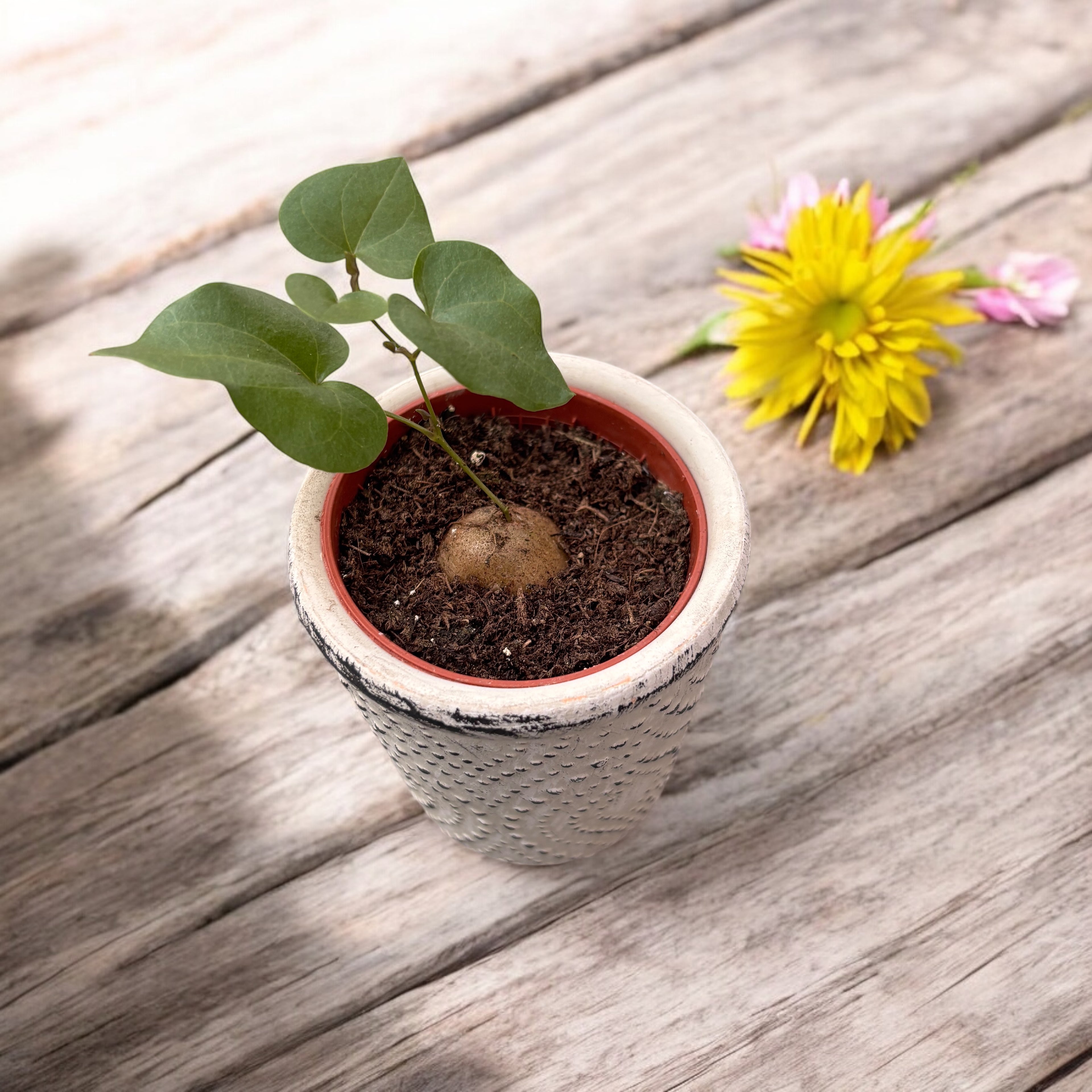 Dioscorea elephantipes - Elephant's Foot, Turtle Shell (caudex) babyplant