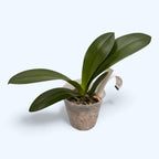 Phalaenopsis Violet Vacation