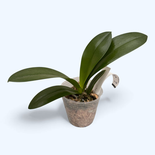 Phalaenopsis Lila Vakáció