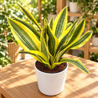 Sansevieria aubrytiana 'Yellowstone'