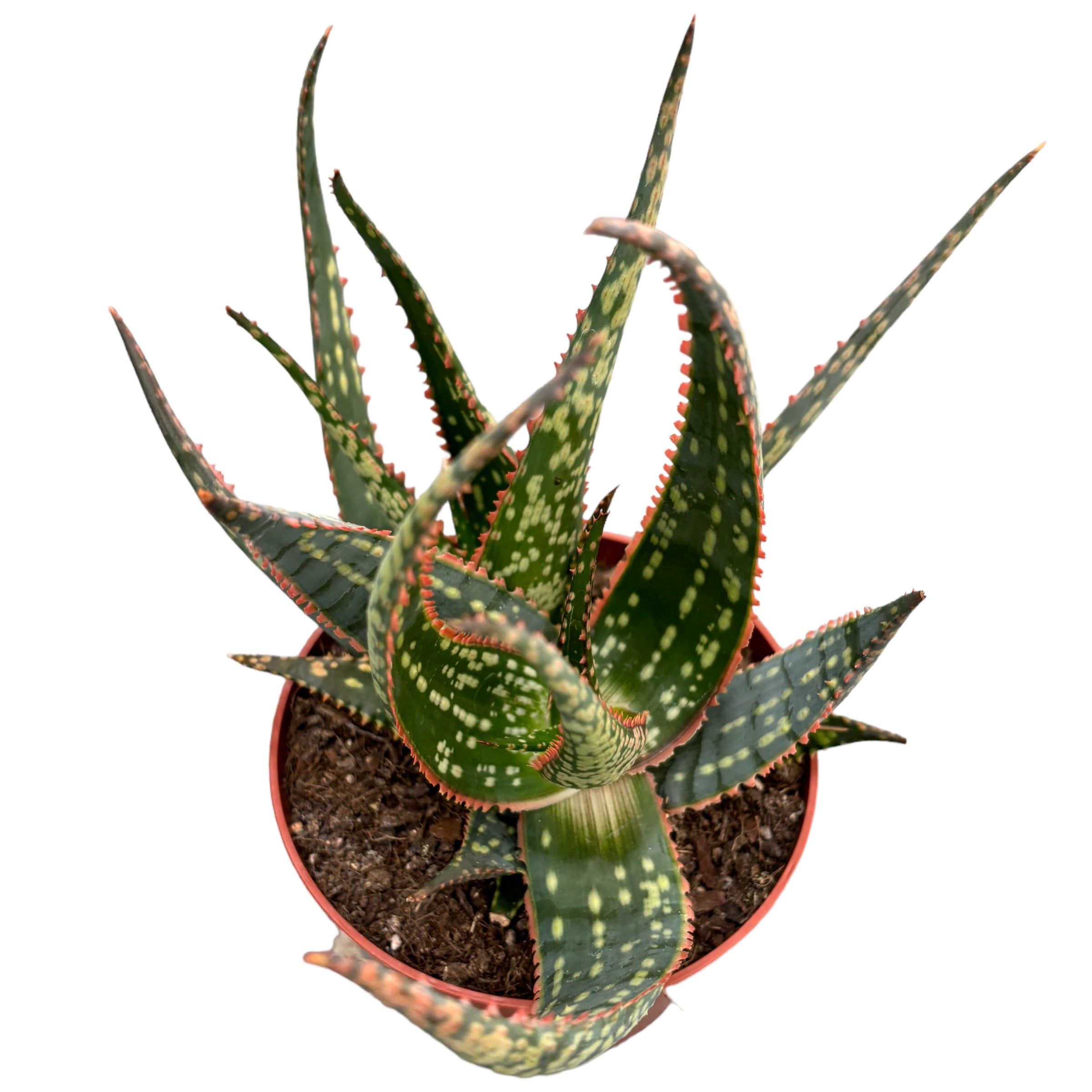Aloe carola D12