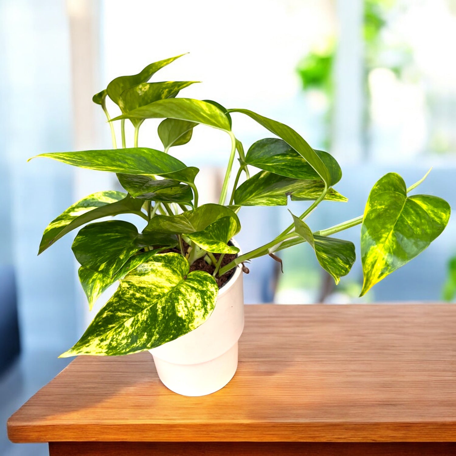 Epipremnum pinnatum 'HiColor' 3 rastline/črepnik